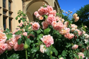Rosen am Schloss Stocksberg