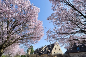 Kirschblüte am Schloss Stocksberg